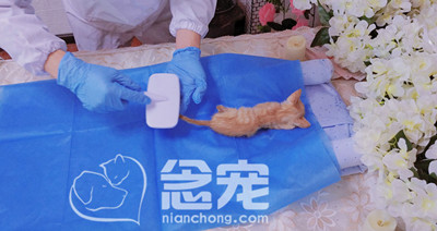 猫咪欢子告别会