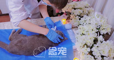 猫咪乖乖告别会
