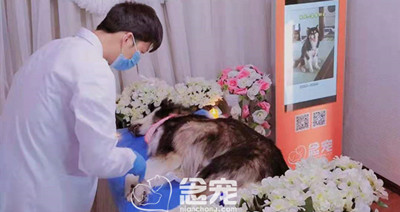 狗思嘉告别会