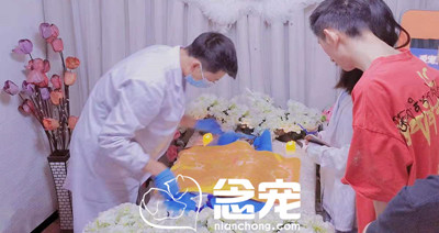 猫咪蛋挞告别会